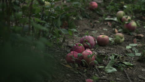 Handheld-shot-of-fresh-and-ripe-apple-on-ground-at-fruit-farm-at-day