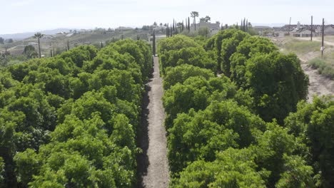 A-beautiful-drone-shot,-drone-flying-low-over-a-plantation-in-California