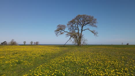 birds-eye-of-flying-under-a-big-lone-magic-looking-tree-in-a-green-field-covered-with-dandelion-flowers-and-revealing-the-Baltic-sea