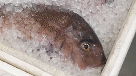 fresh-raw-fish-on-ice-in-grocery-supermarket