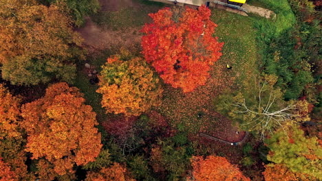 Top-down-birds-eye-aerial-trees-in-autumn-fall-season-with-orange-colour
