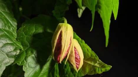 Blühende-Ahorn-Abutilon-Blüten-öffnen-Sich-Und-Pflanzen-Bewegen-Sich-Im-Zeitraffer