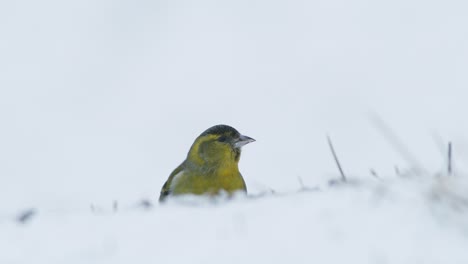 Eurasischer-Zeisig-Im-Winterfutterhäuschen-Für-Vögel,-Das-Sonnenblumenkerne-Isst