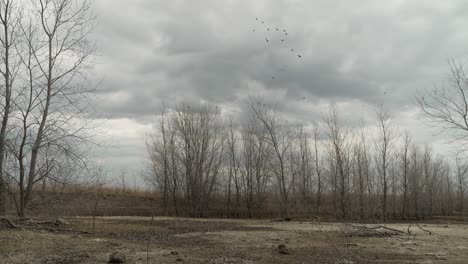 --Trees,-landscape,-birds,-fly,-flying,-bird,-tree,-sky,-clouds,-grey,-overcast,-Israel,-middle-east,-middle-eastern,-wasteland,-barren,-dry,-empty,-desolate,-alone,-scenery,-cloudy,-nature