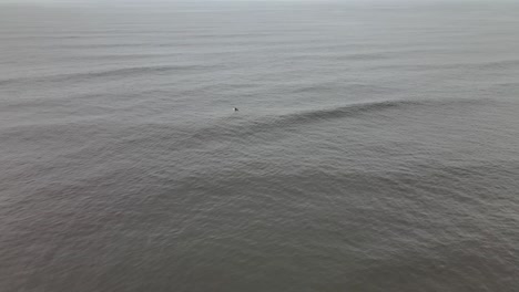 Surfista-Remando-En-Un-Océano-Gris-Y-Tranquilo-Y-Delfines-Nadando-En-El-Fondo