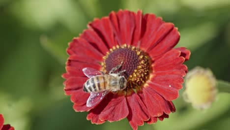 Vista-De-Cerca-De-Una-Abeja-Polinizando-Una-Flor-Y-Comiendo-Néctar