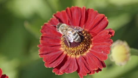 Close-up-view-of-a-honey-bee-pollinating-a-flower-and-then-taking-off