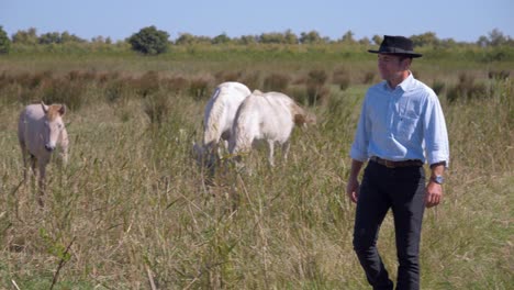 Cowboy-walking-around-field-filled-with-white-horses
