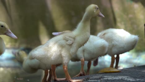 Group-of-cute-little-duck-chicks-wagging-their-tails-by-the-pond,-dipping-its-beak-into-the-water-foraging-for-feeds,-ground-level-handheld-motion-close-up-shot