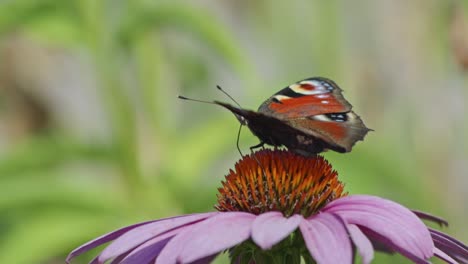 Small-Tortoiseshell-Butterfly-eating-Nectar-From-Purple-Coneflower---macro,-side-view