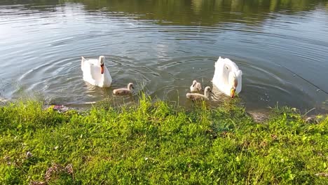A-swan-family-with-three-babies-is-swimming-in-a-pond-and-searching-for-food-at-green-grass-lake-bank