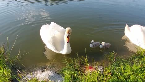 Una-Familia-De-Cisnes-Con-Tres-Bebés-Está-Nadando-En-Un-Estanque-Y-Buscando-Comida,-Mientras-Yo-Pescaba-Carpas-En-El-Lago