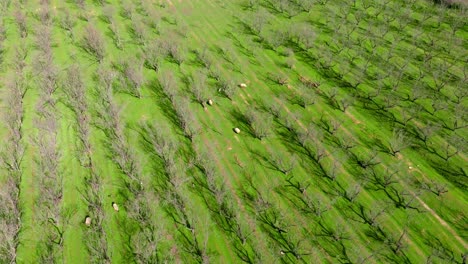 Aerial-orbit-of-a-garden-with-leafless-trees-and-sheep-grazing-around