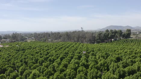A-stunning-drone-shot,-drone-flying-over-a-plantation-in-California
