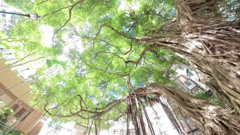 Chinese-Banyan-tree-in-Hong-Kong-in-Blake-Garden,-low-angle-wide-view