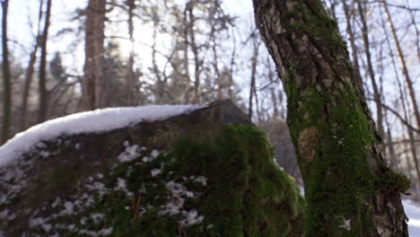 Aufnahmen-Eines-Wunderschönen,-Verschneiten-Pinienwaldes-In-Den-Bergen-Im-Winter