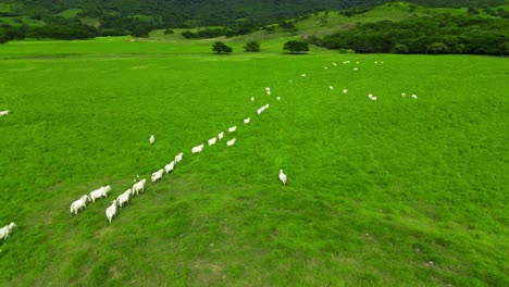 White-cattle-walking-in-a-green-praire-in-a-line