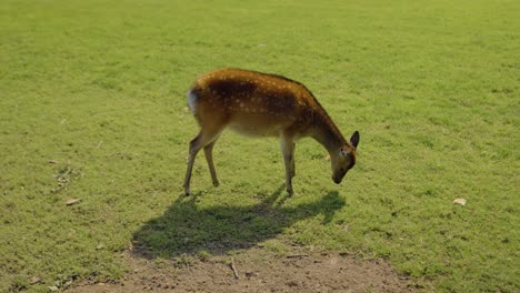 Red-deer-grazes-in-green-field,-slow-motion