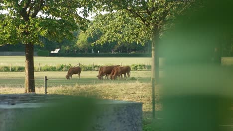 Some-brown-cows-grazing-in-Thorn,-The-Netherlands