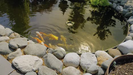 Koi-fish-in-water-garden-pond,-slow-motion