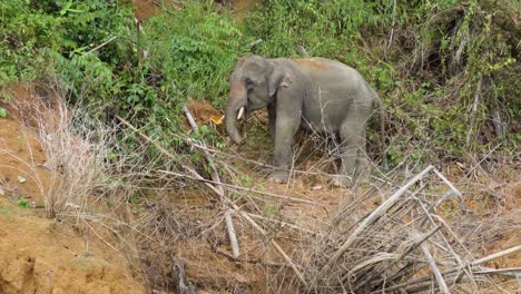 Ein-Wilder-Elefant-Wird-Im-Dschungel-Des-Khao-Sok-Nationalparks-In-Thailand-Gesichtet