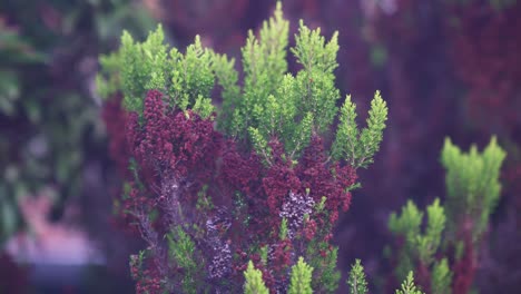 Multicoloured-fern-like-plants-with-a-beautiful-green-and-purple-hue