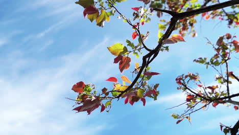 Nahaufnahme-Bunte-Blätter-Gegen-Den-Blauen-Himmel