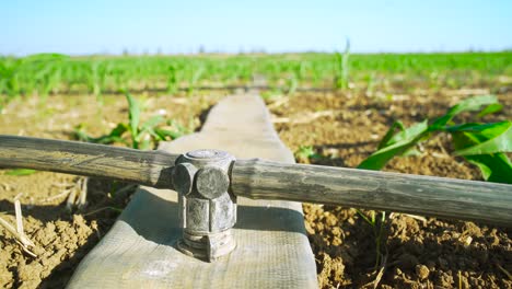 drip-irrigation-system,-agricultural-workers-apply-the-drip-irrigation-system-to-the-field