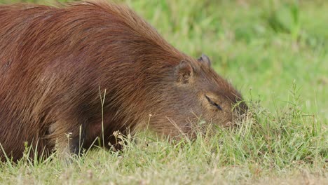 Close-up-on-adult-Capybara,-Hydrochoerus-hydrochaeris,-eating-grass-in-Ibera-wetlands