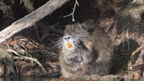 Giant-nutria,-myocastor-coypus-with-distinctive-large-orange-teeth-bathing-on-the-shore-in-front-of-its-burrow-home,-scratching-with-its-little-claws-in-a-swampy-lakeside-environment,-close-up-shot