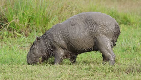 Capybara-covered-in-mud-grazing-on-grass-in-swampland-habitat