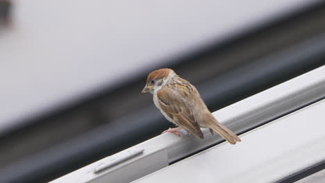 Common-Eurasian-tree-sparrow-perching-on-the-rooftop-on-a-summer-day-in-Tokyo,-Japan