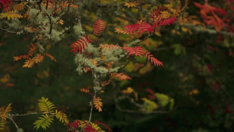 Beautiful-autumn-colours-of-fern-trees-sway-freely-in-morning-breeze