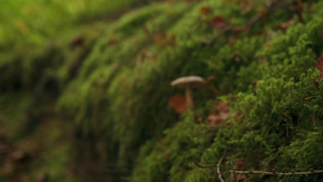 Isolated-fungi-mushroom-grows-on-dark-green-mossy-woodland-scene