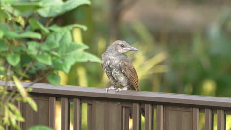 Baby-brown-eared-bulbul-perching-on-the-fence-in-a-garden-in-an-urban-residential-area-in-Tokyo,-Japan