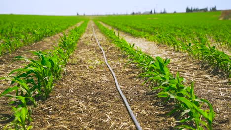 Corn-field-is-irrigated-with-drips