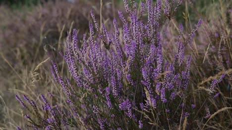 Purple-Heather-Wildpflanze-Wiegt-Sich-Im-Wind---Nahaufnahme