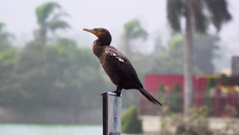 Close-up-shot-of-cormorant-resting-quietly-on-a-board-beside-a-lagoon-on-a-sunny-day-near-La-Molina,-Lima,-Peru