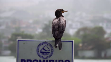 Close-up-shot-of-cormorant-resting-on-a-signboard-quietly-beside-a-lake-on-a-bright-sunny-day-near-La-Molina,-Lima,-Peru