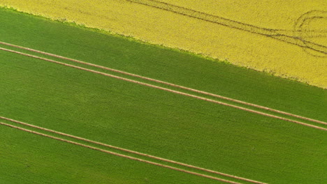 Parallel-lines-in-agriculture-fields,-aerial-top-down-view
