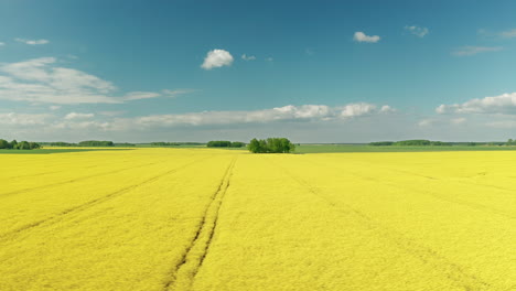 Aerial-shot-with-wide-rapeseed-landscape-and-blue-sky