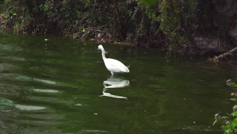 Shot-of-white-heron-catching-and-eating-fish-while-standing-in-a-lagoon-at-daytime-near-La-Molina,-Lima,-Peru