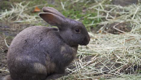 shot-of-a-cute-small-brown-bunny-eating-grass