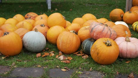 panning-shot-of-a-bunch-of-pumpkins-on-the-ground-prepared-as-a-decoration-for-Halloween