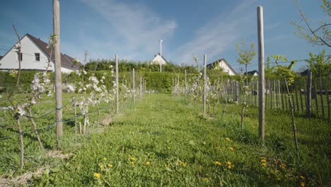 Establishing-shot-of-a-vineyard-field-during-day-time-in-southern-France