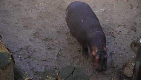 tracking-shot-of-small-baby-hippopotamus-walking-in-the-sand