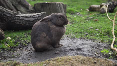shot-of-a-cute-small-beautiful-dark-brown-bunny-sitting-on-the-ground-and-possing