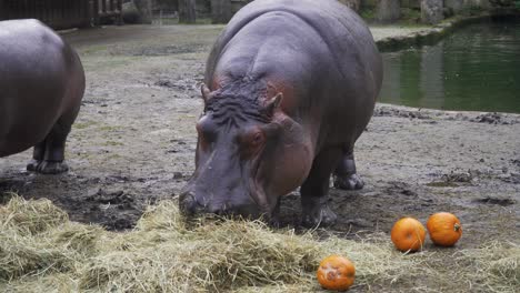 shot-of-two-hippopotamus-eating-pumpkins-and-hay