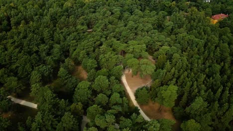 aerial-shot-of-a-scenic-green-pine-wood-forest-near-the-Baltic-see-from-above-in-Palanga,-Lithuania