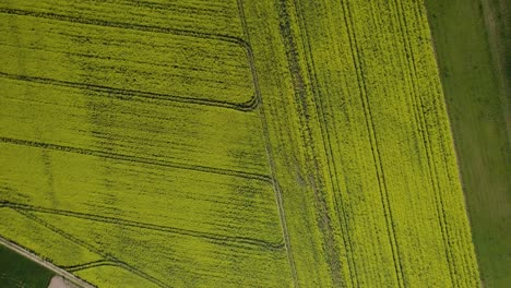 aerial-view-with-drone-of-a-field-of-young-green-shoots-with-the-rectilinear-traces-of-the-passages-of-the-tractors